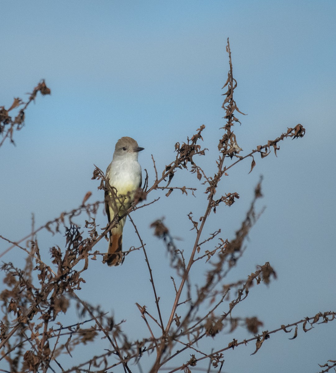 Копетон світлочеревий - ML647004451