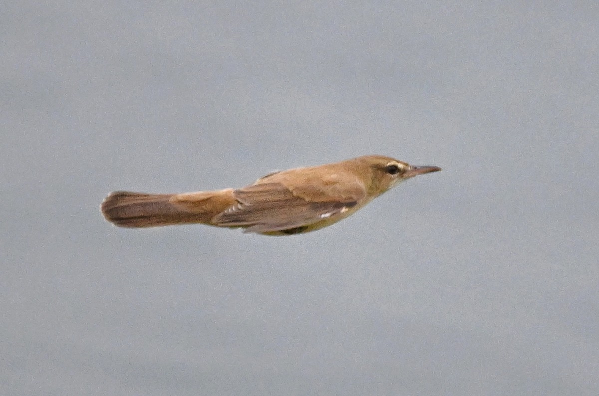 קנית פינית - ML647004452