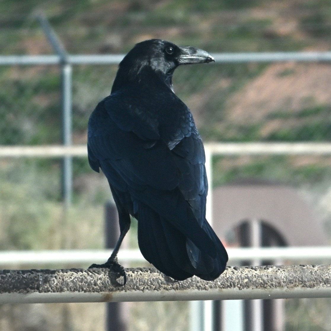 Corvo imperiale - ML647004455