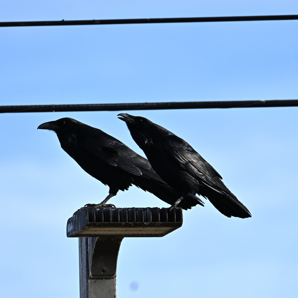 Corvo imperiale - ML647004456