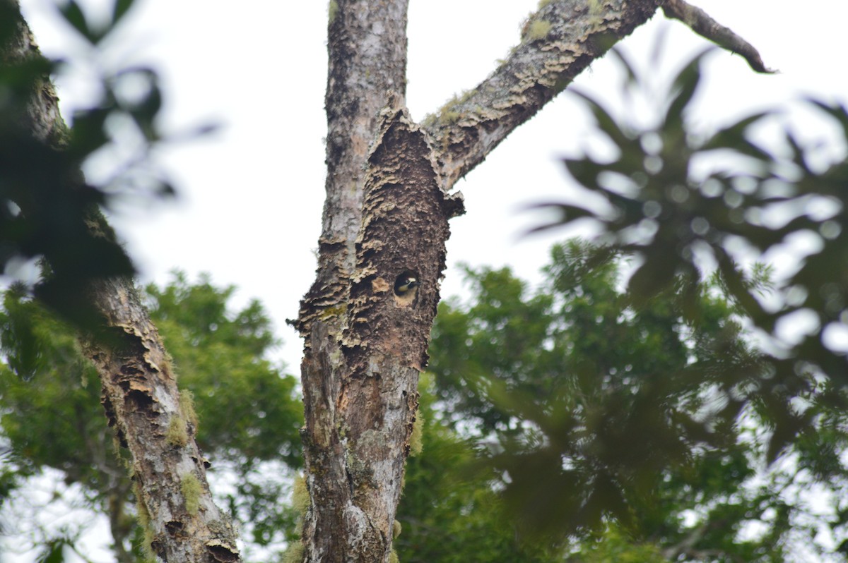 Acorn Woodpecker - ML647004459