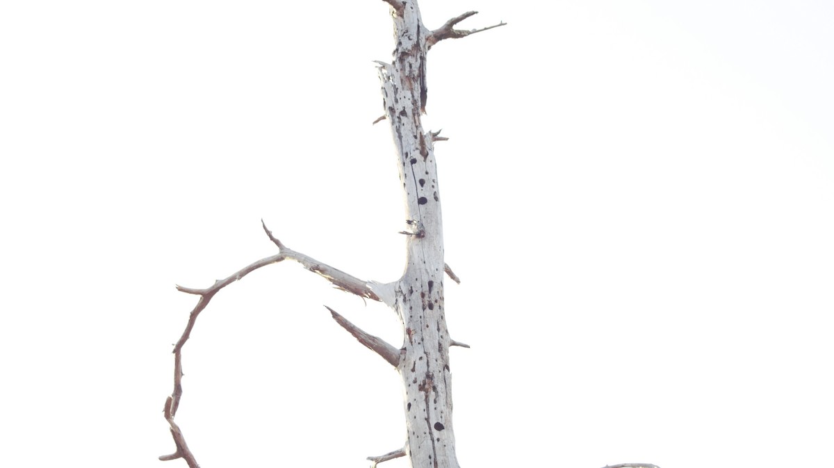 Red-headed Woodpecker - ML647004464