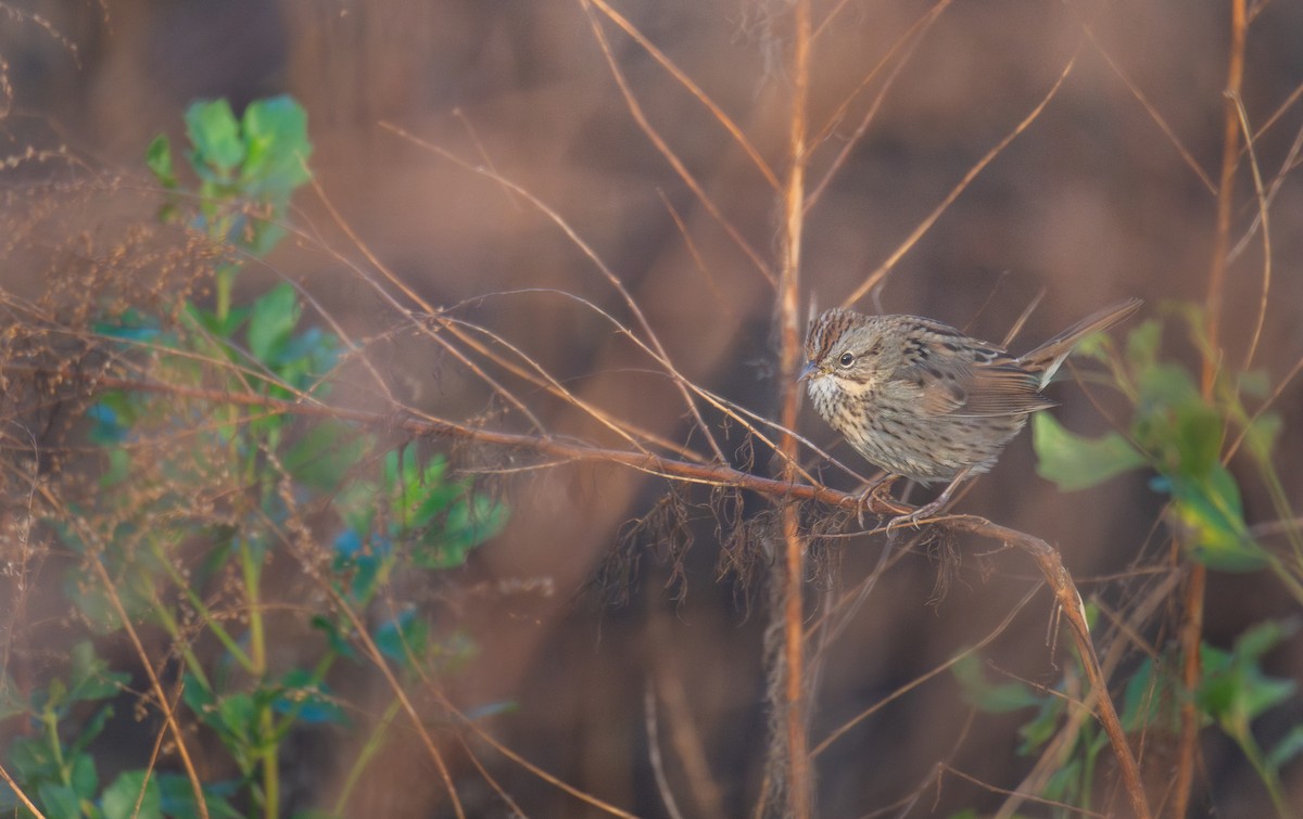 Пасовка вохриста - ML647004465