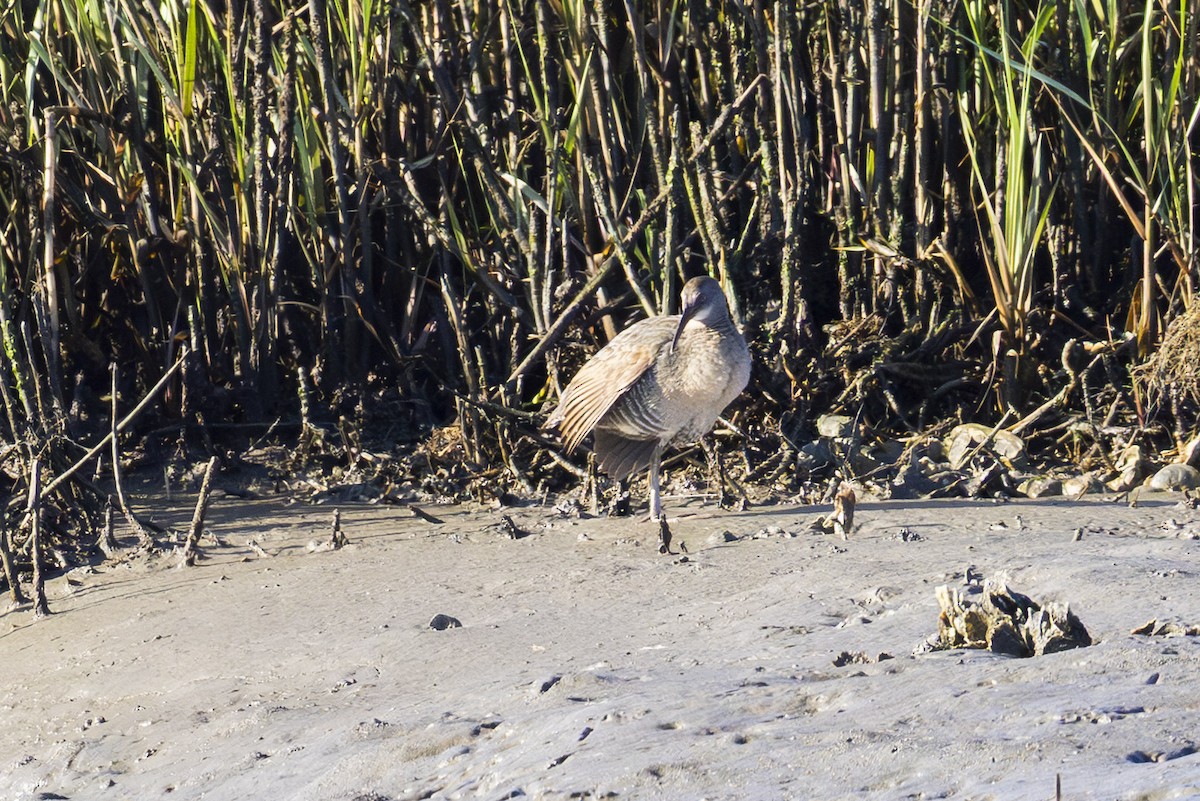 Clapper Rail - ML647004467