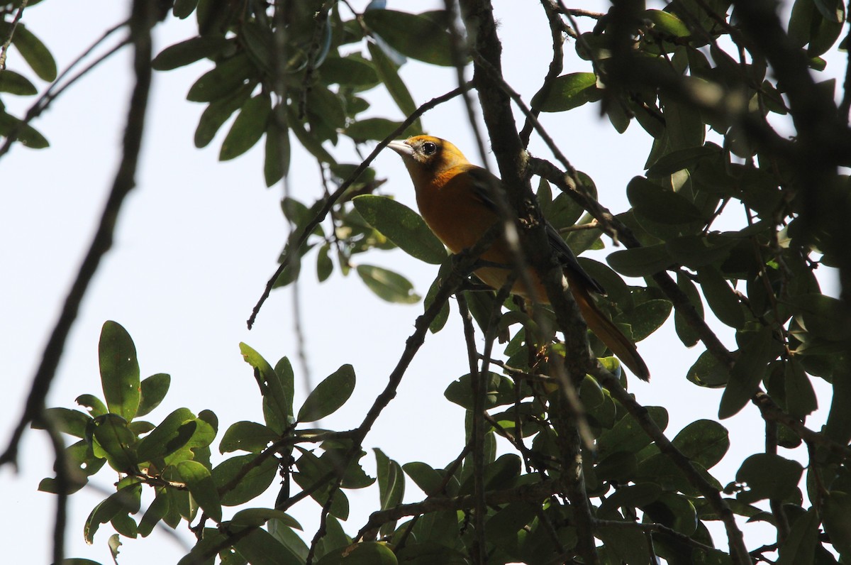 trupiál baltimorský - ML647004468