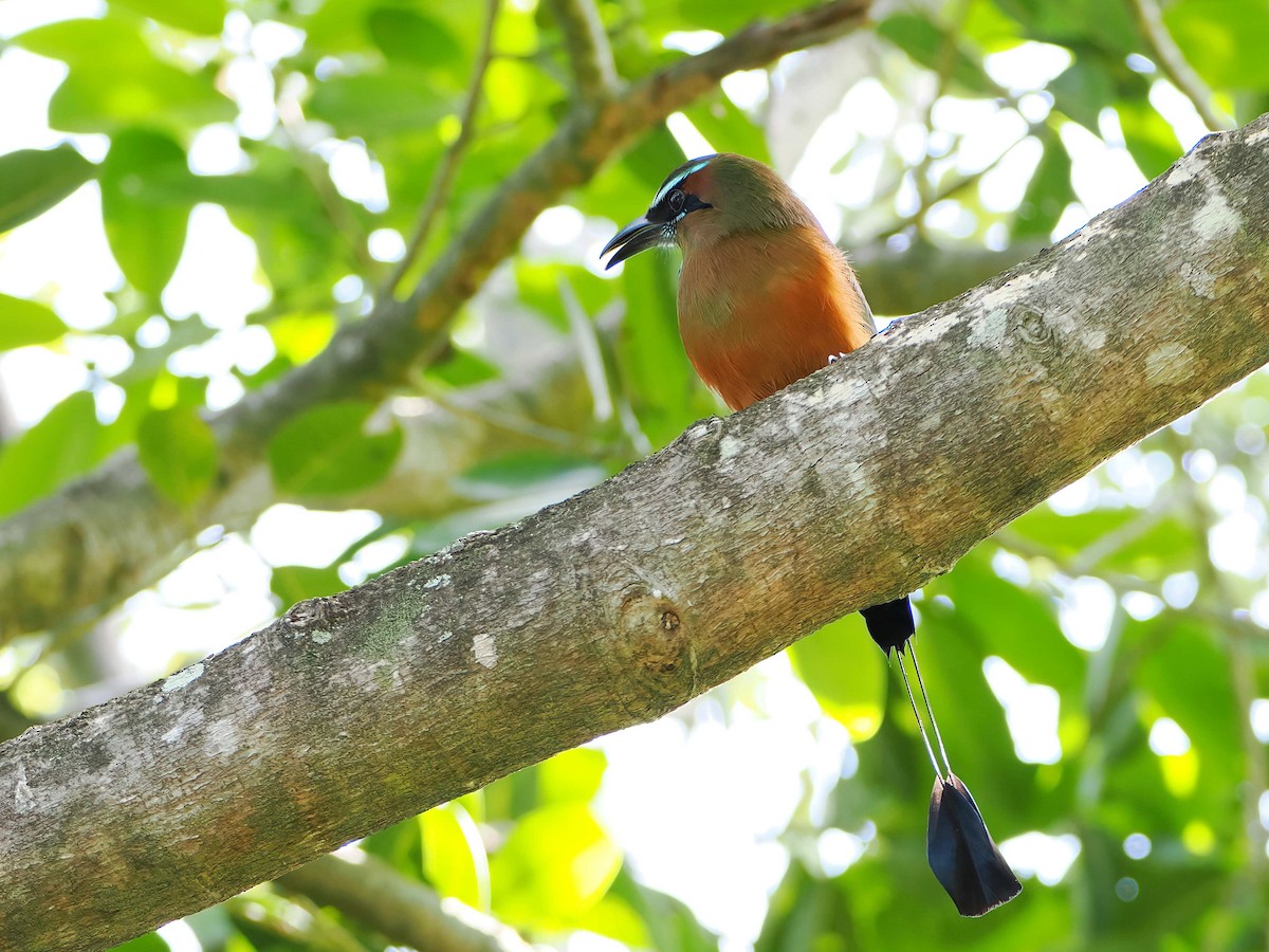 Момот рудочеревий - ML647004469