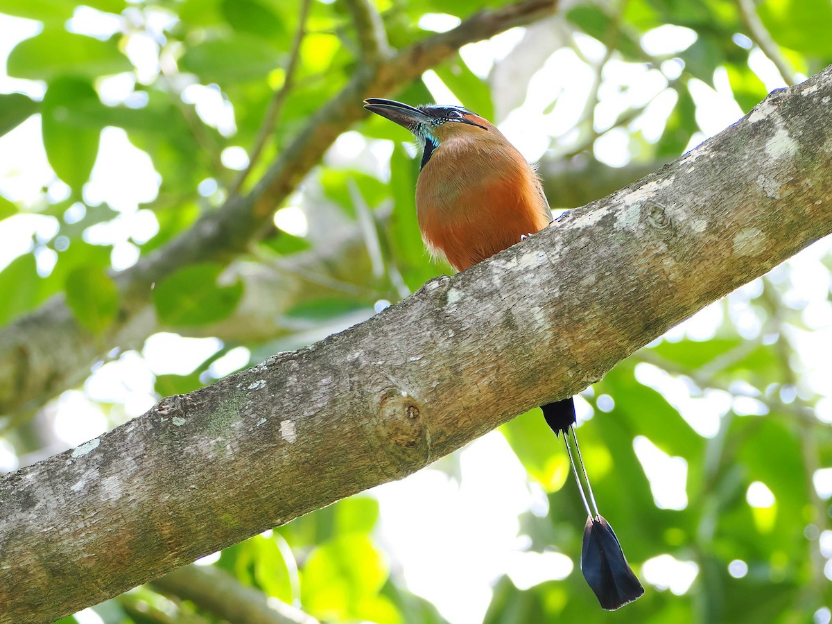 Момот рудочеревий - ML647004470