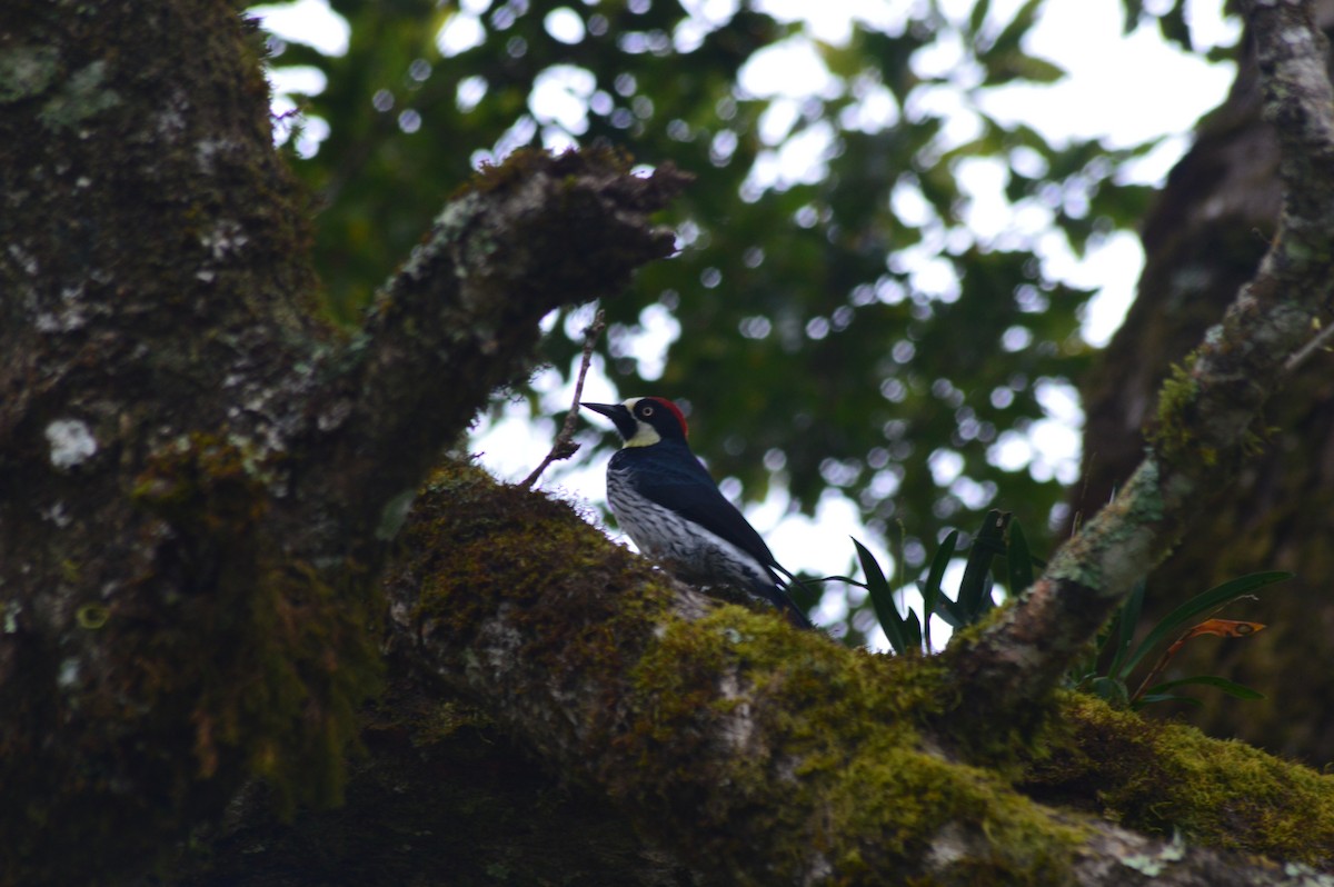 Acorn Woodpecker - ML647004474