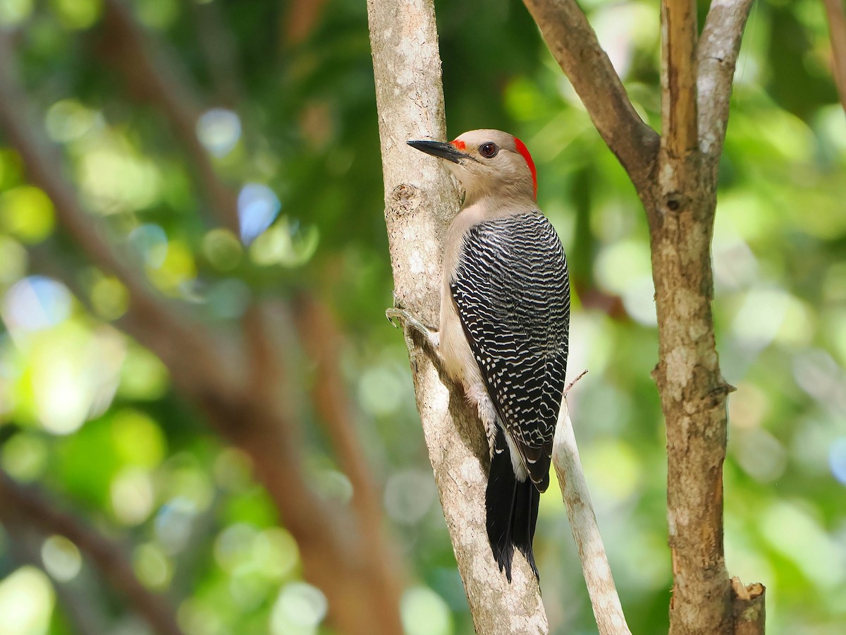 Златолобый дятел - ML647004479