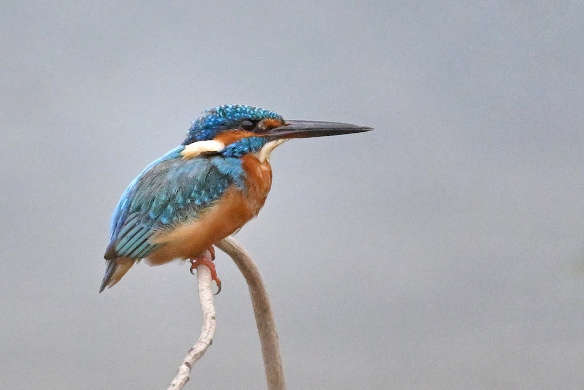 שלדג גמדי - ML647004480