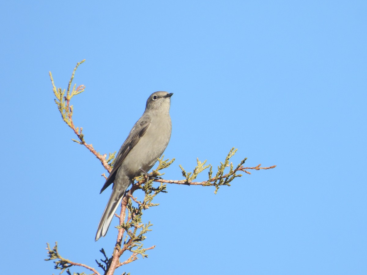 Townsend's Solitaire - ML647004483