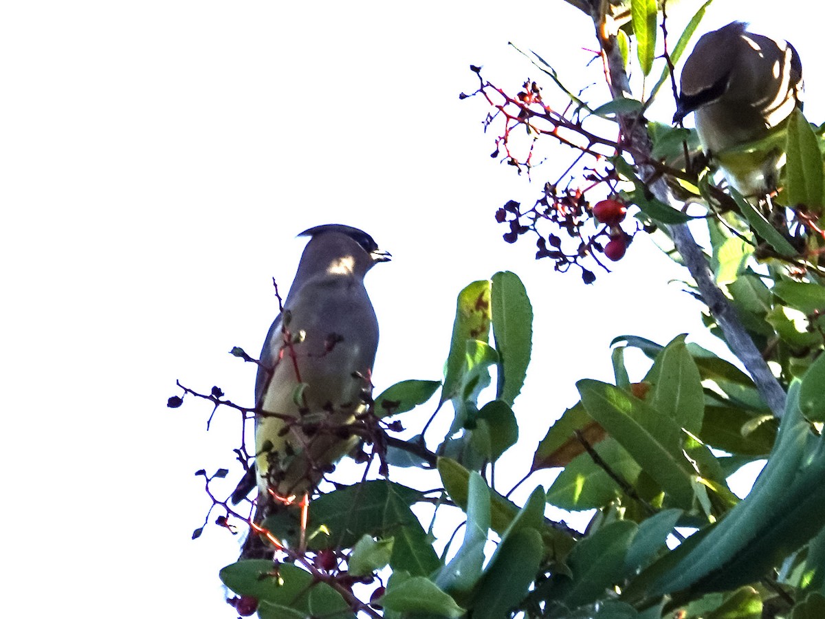 ヒメレンジャク - ML647004489