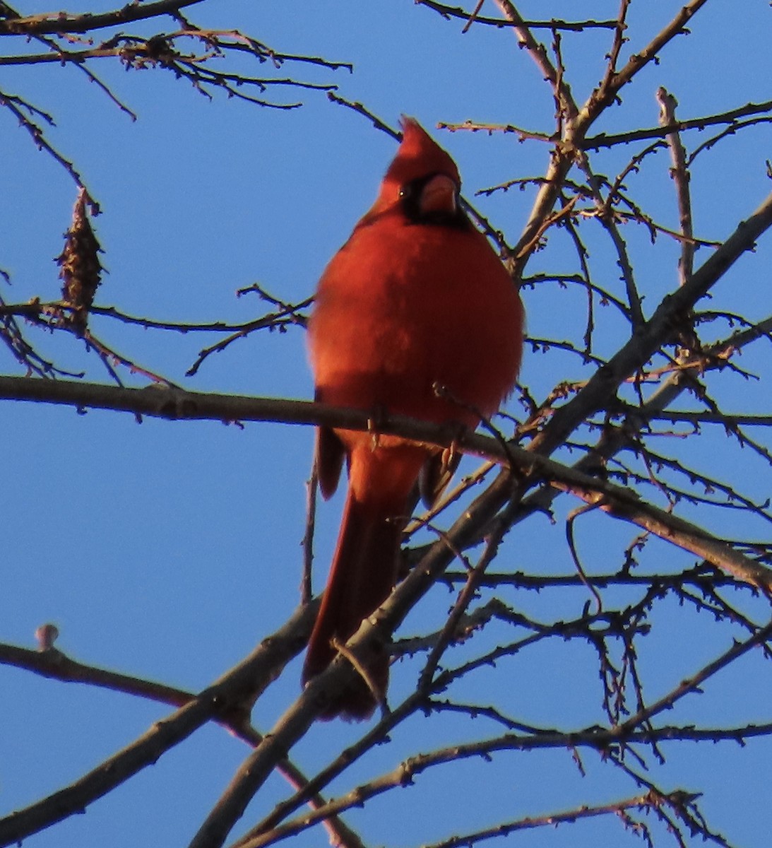 Cardinal rouge - ML647004492