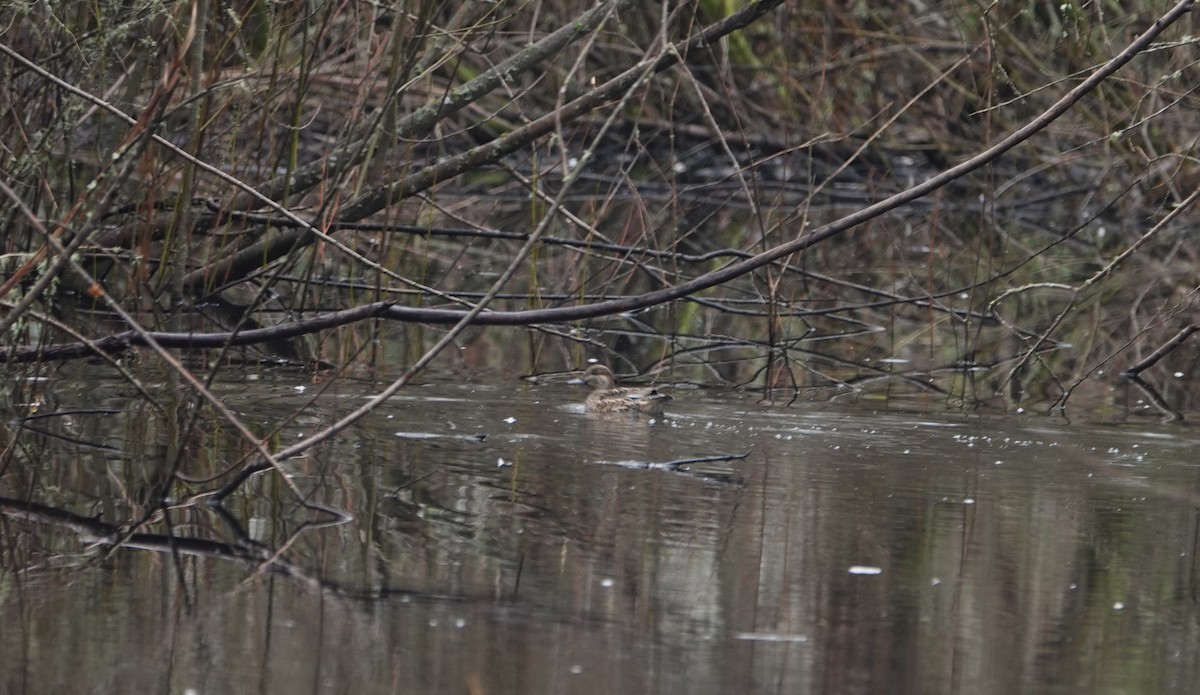 čírka obecná - ML647004494