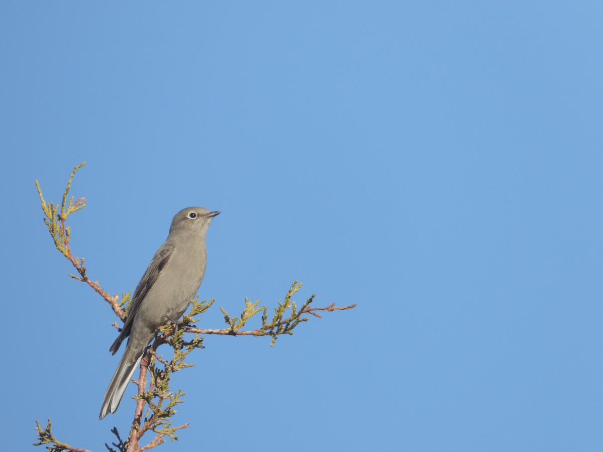 Townsend's Solitaire - ML647004495