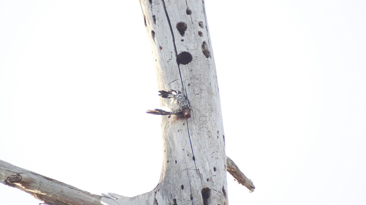 Red-headed Woodpecker - ML647004499
