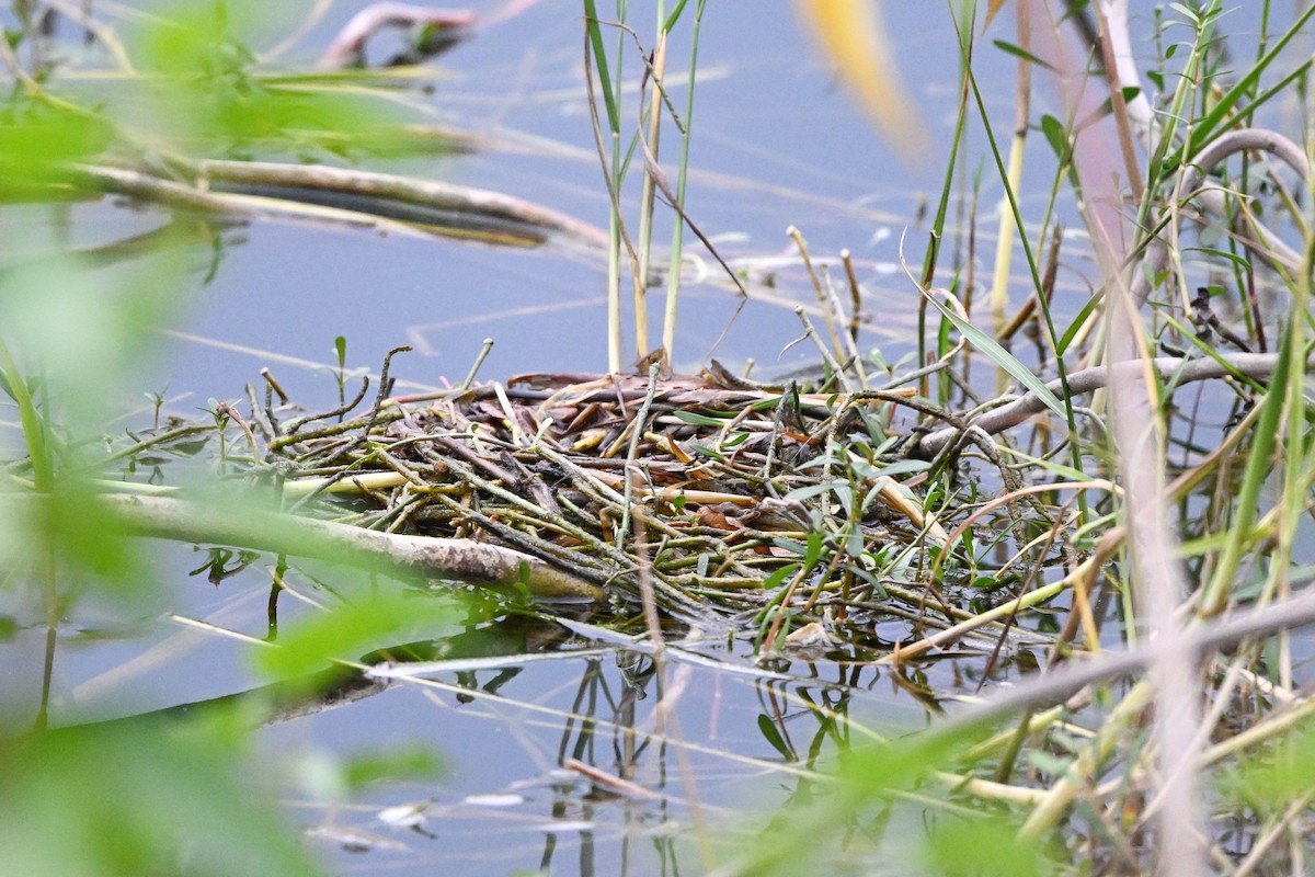טבלן גמדי - ML647004501