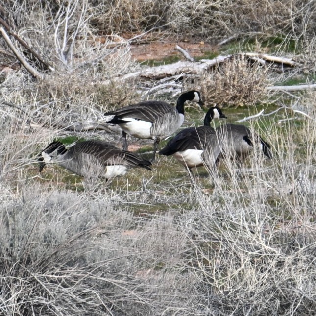 Казарка канадська - ML647004502