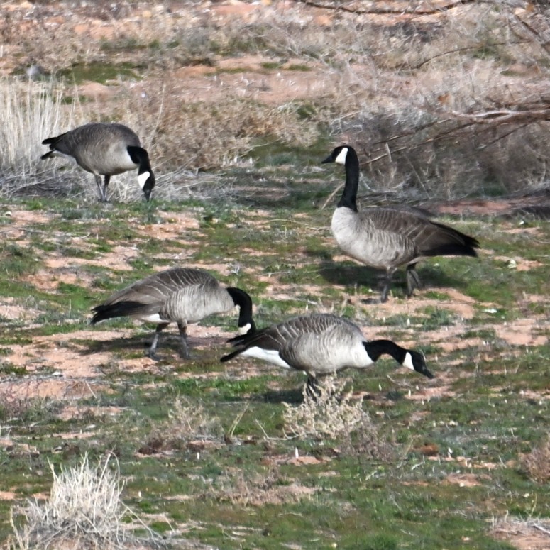 Казарка канадська - ML647004503