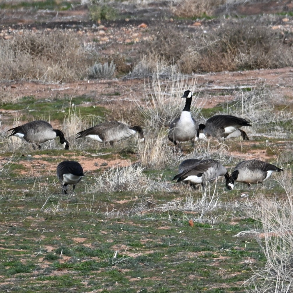 Казарка канадська - ML647004504