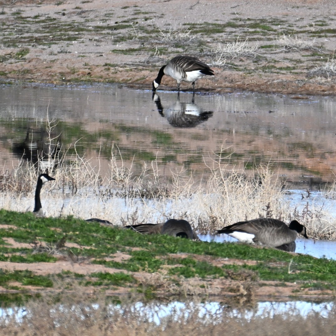 Казарка канадська - ML647004505