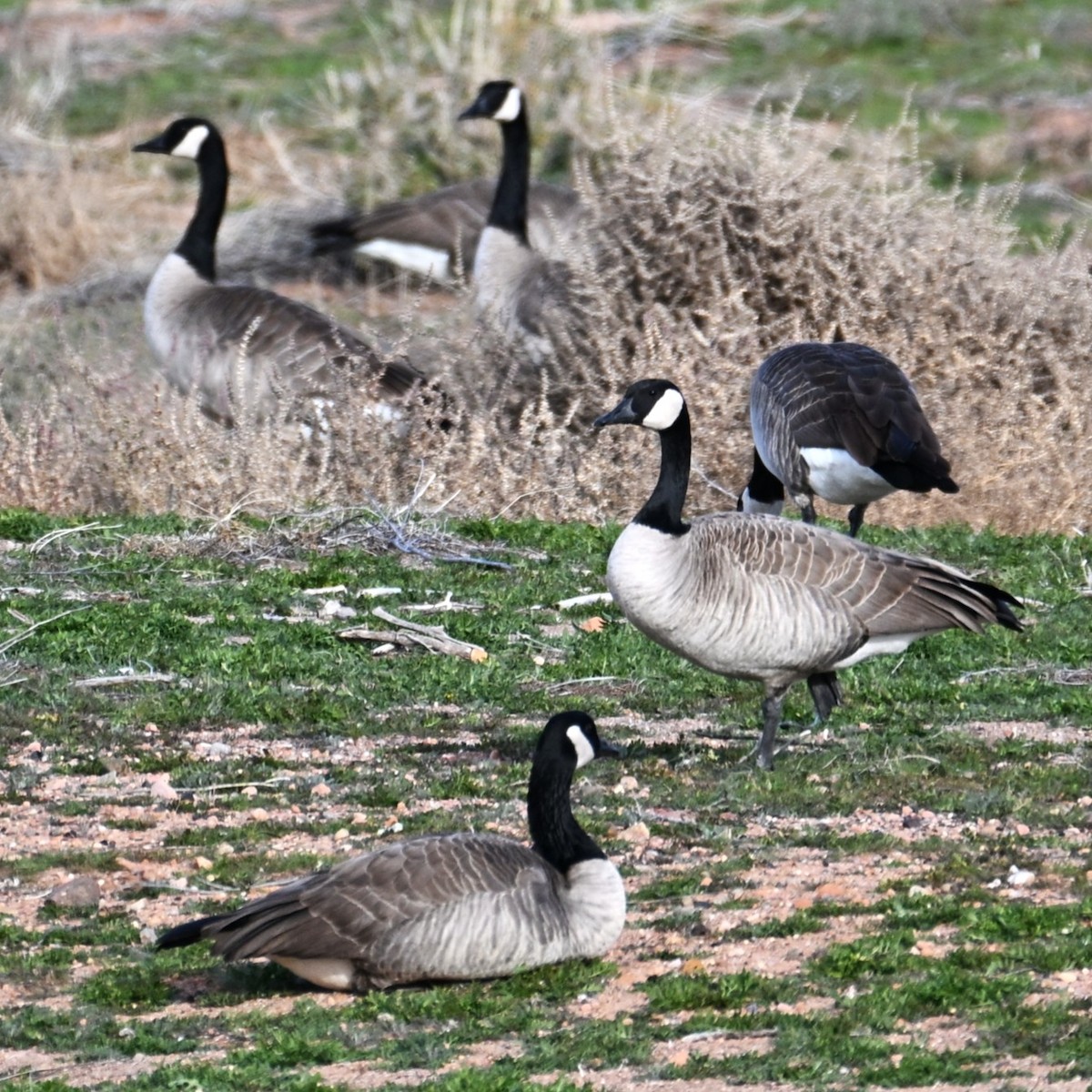 Казарка канадська - ML647004507