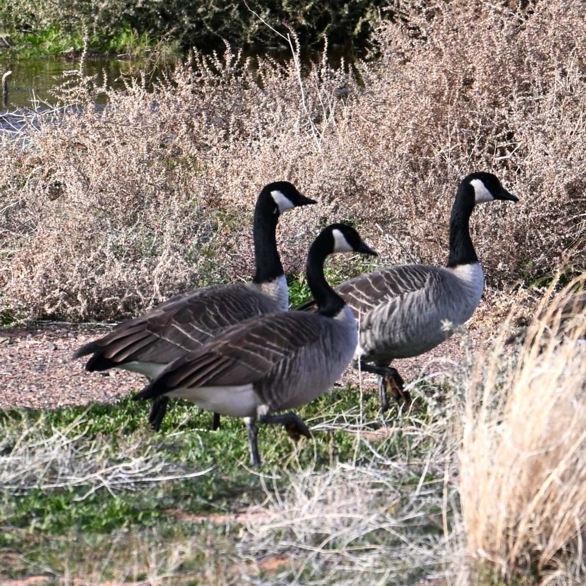 Казарка канадська - ML647004508