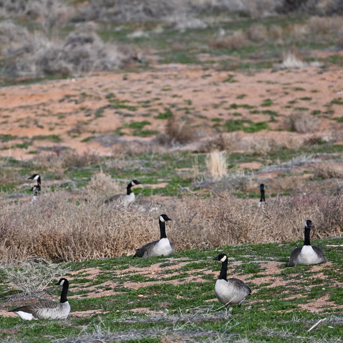 Казарка канадська - ML647004510