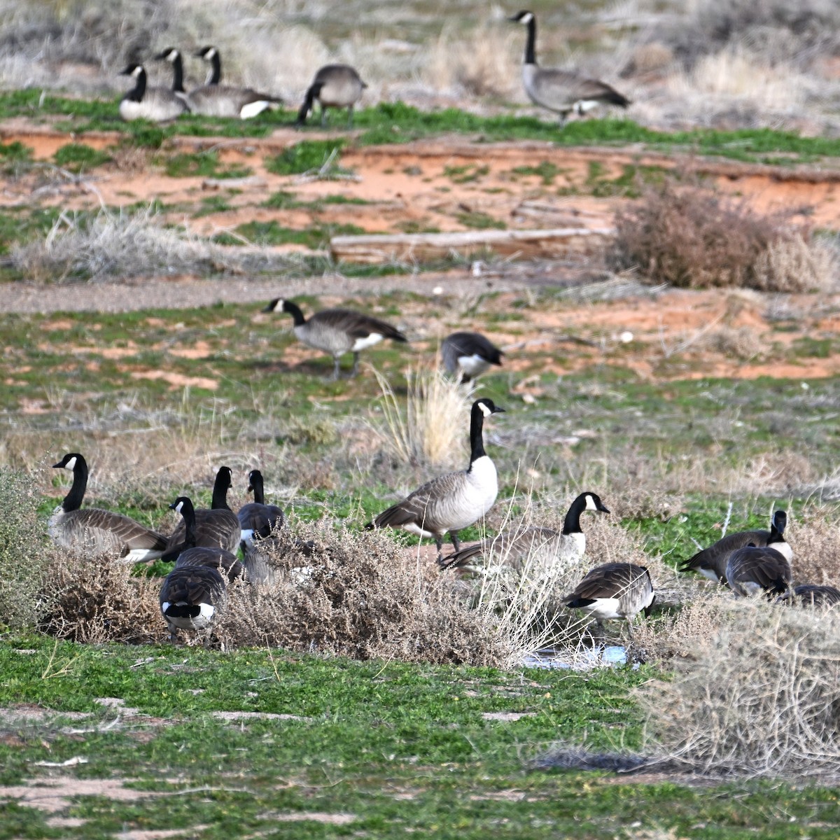 Казарка канадська - ML647004511