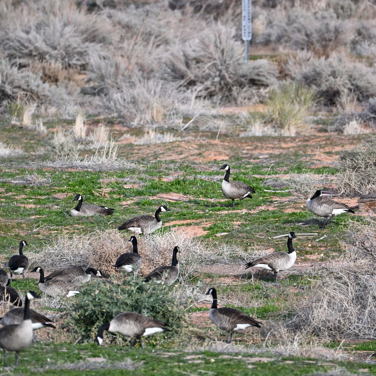 Казарка канадська - ML647004512