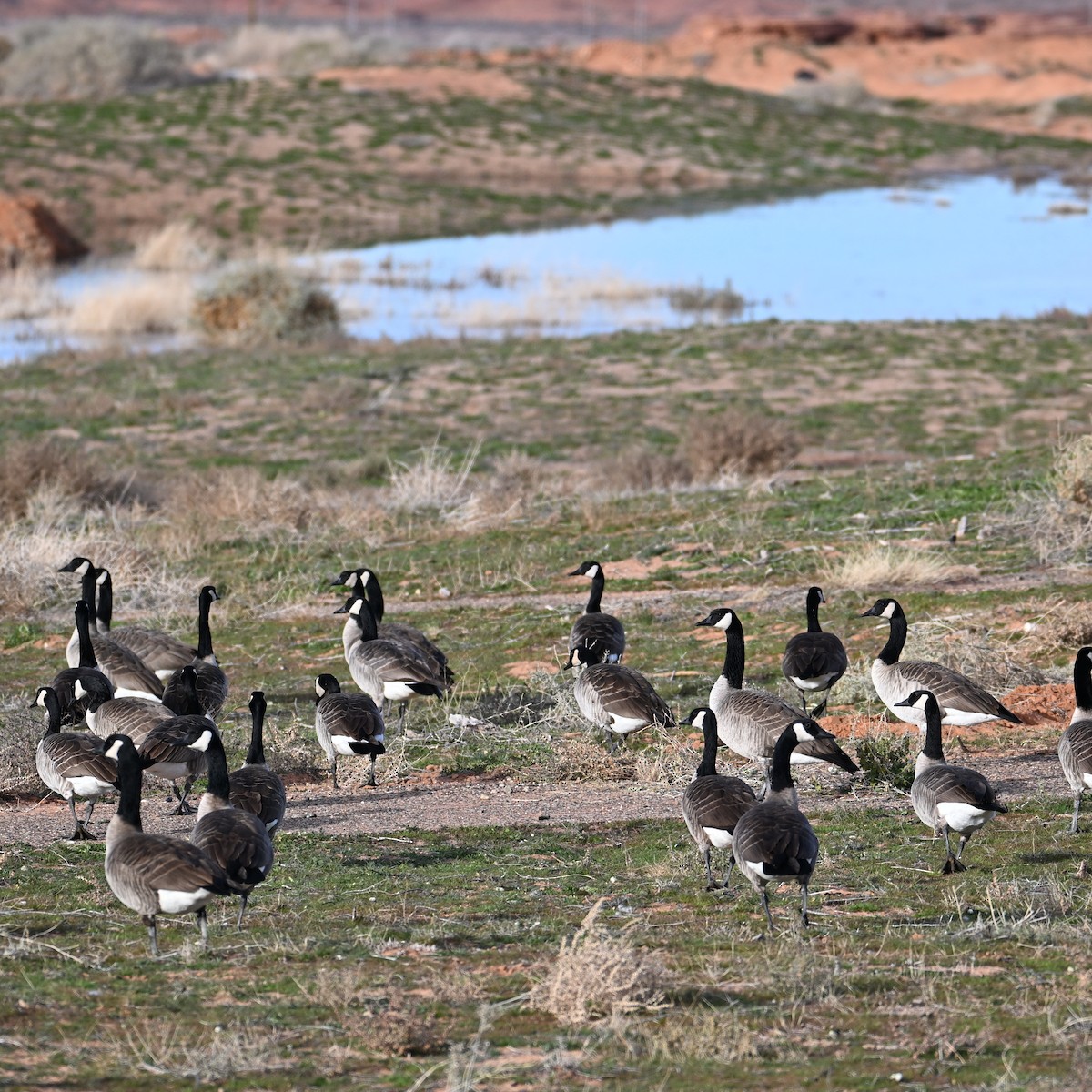 Казарка канадська - ML647004513