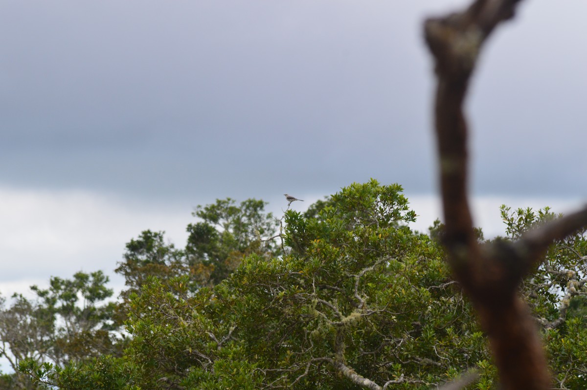 Tropikal Taklitçi - ML647004514