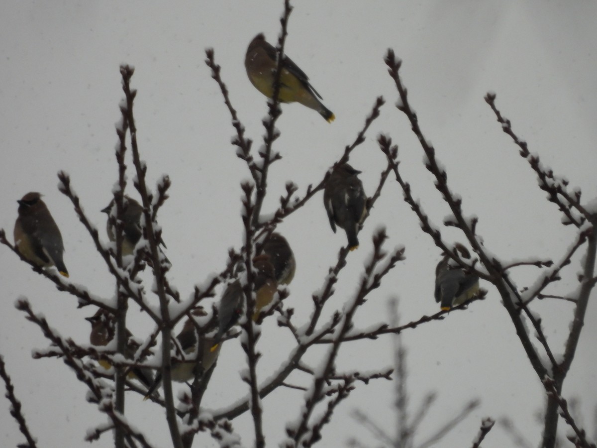 ヒメレンジャク - ML647004518