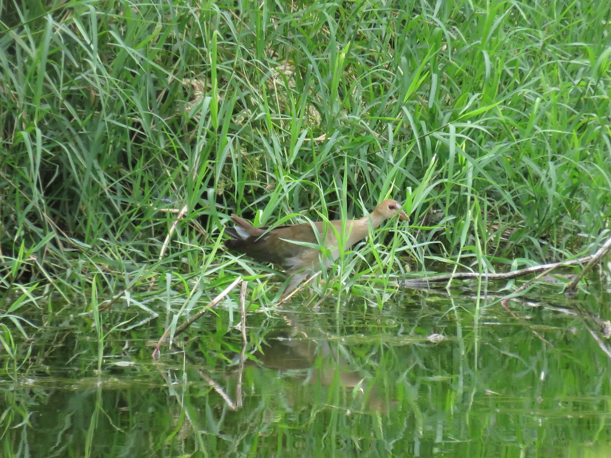 Uroilo urdin amerikarra - ML647004522