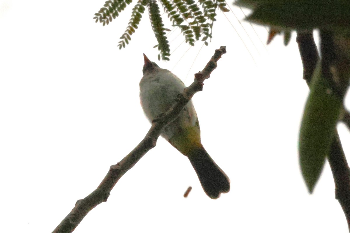 Златогузый бюльбюль - ML647004525