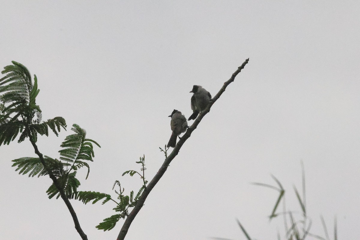 Златогузый бюльбюль - ML647004526