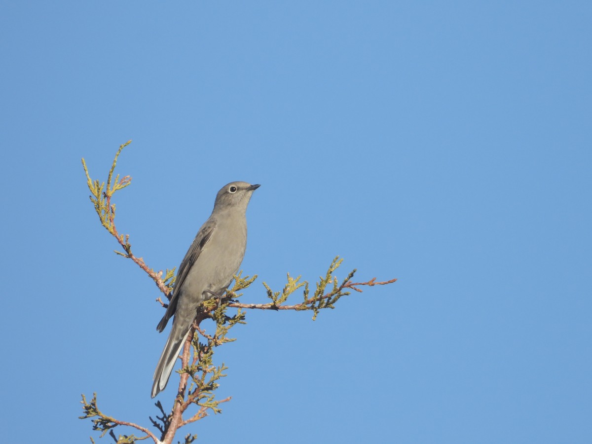 Townsend's Solitaire - ML647004527