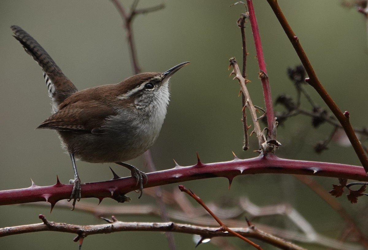 střízlík pokřovní - ML647004528