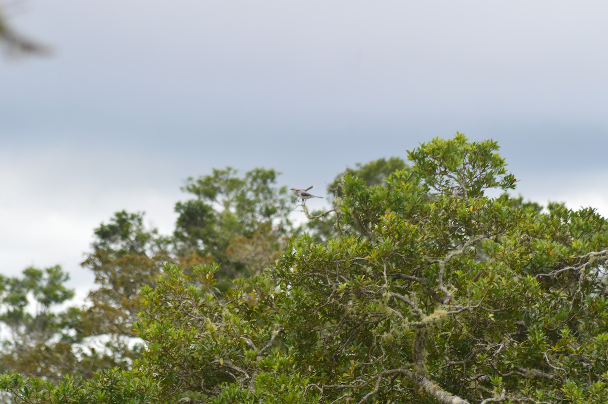 Tropikal Taklitçi - ML647004530