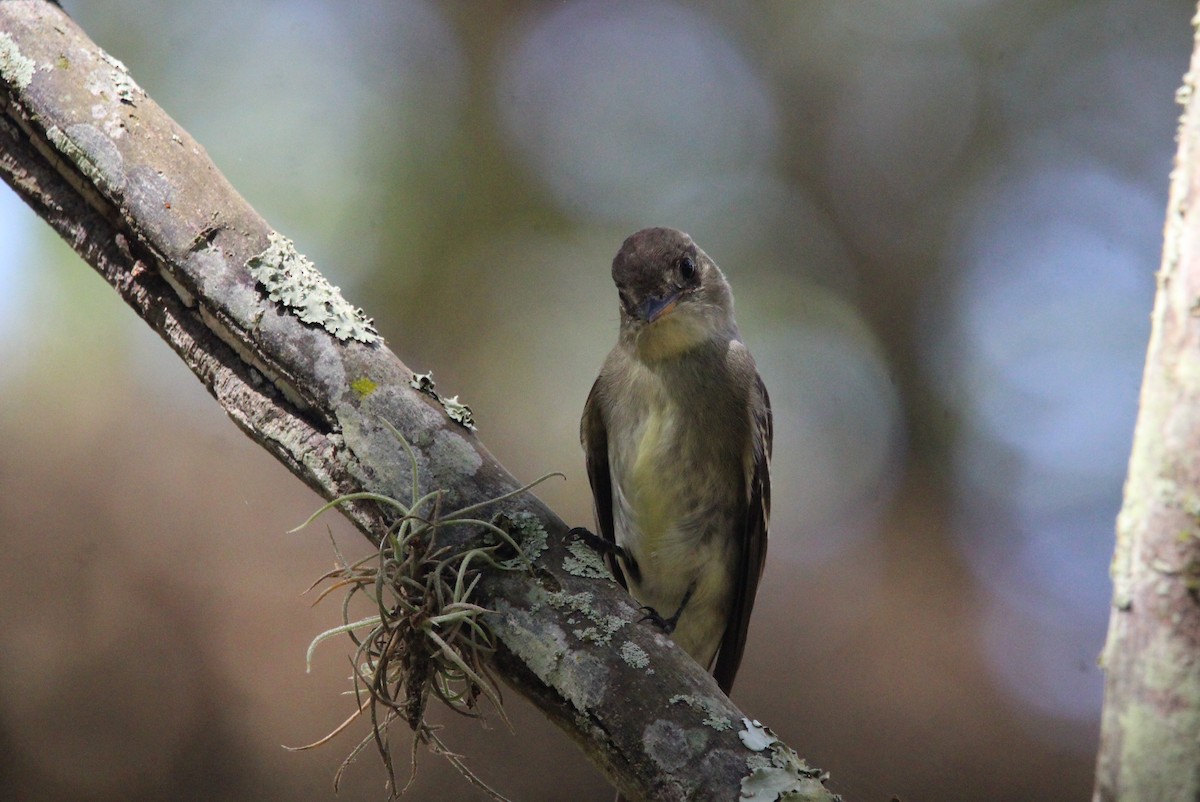 tyranovec východní - ML647004531