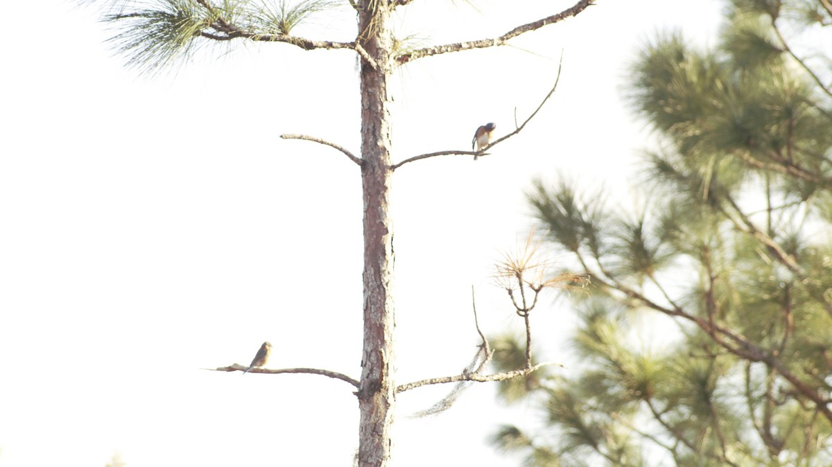 Eastern Bluebird - ML647004534