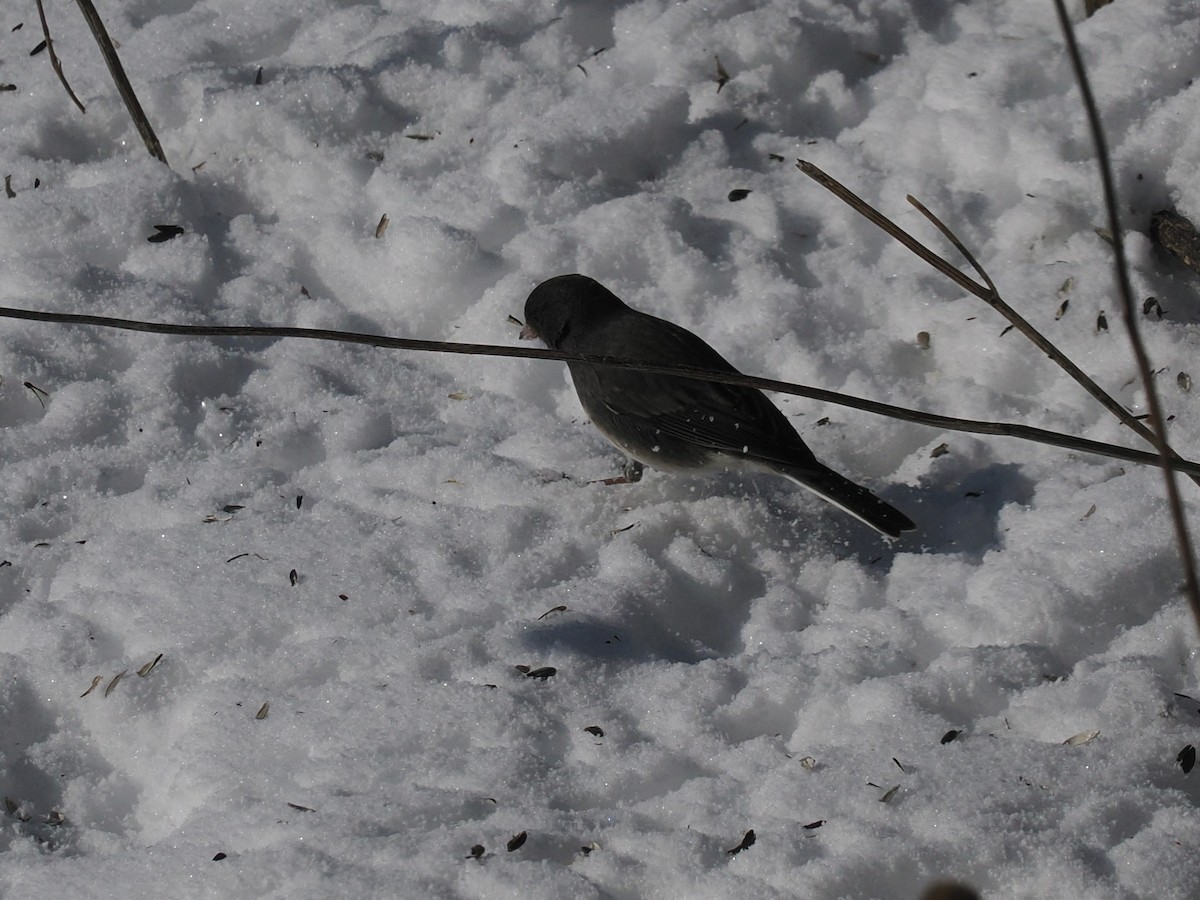 Dark-eyed Junco (Slate-colored) - ML647004535