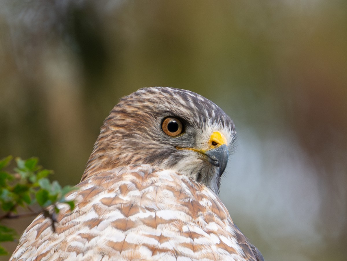 Broad-winged Hawk - ML647004537