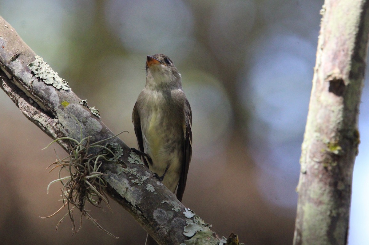 tyranovec východní - ML647004539