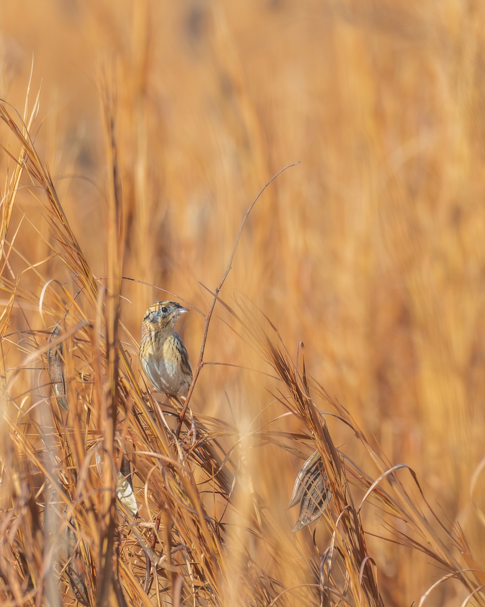 Багновець лучний - ML647004543