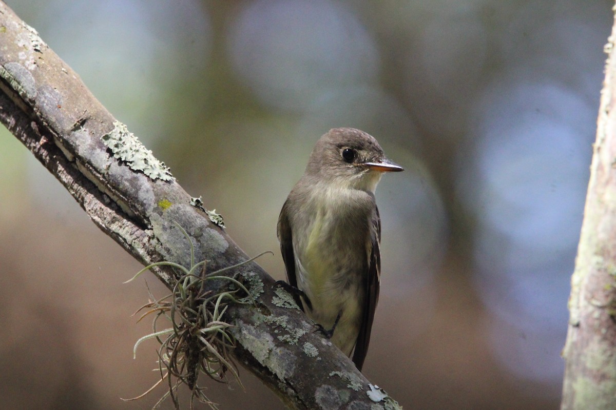 tyranovec východní - ML647004544