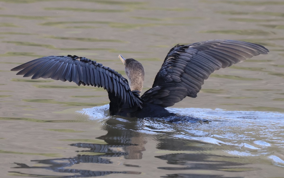 ミミヒメウ - ML647004546