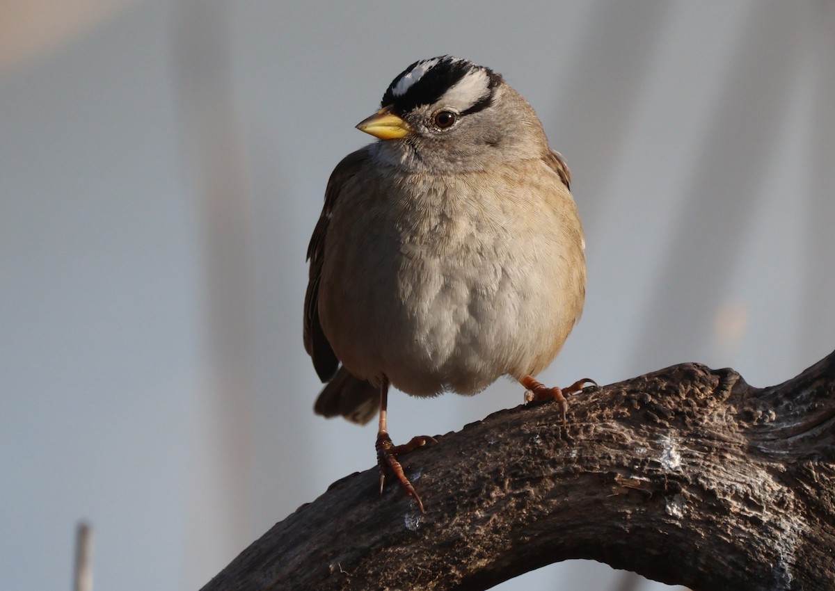 Dachsammer - ML647004553