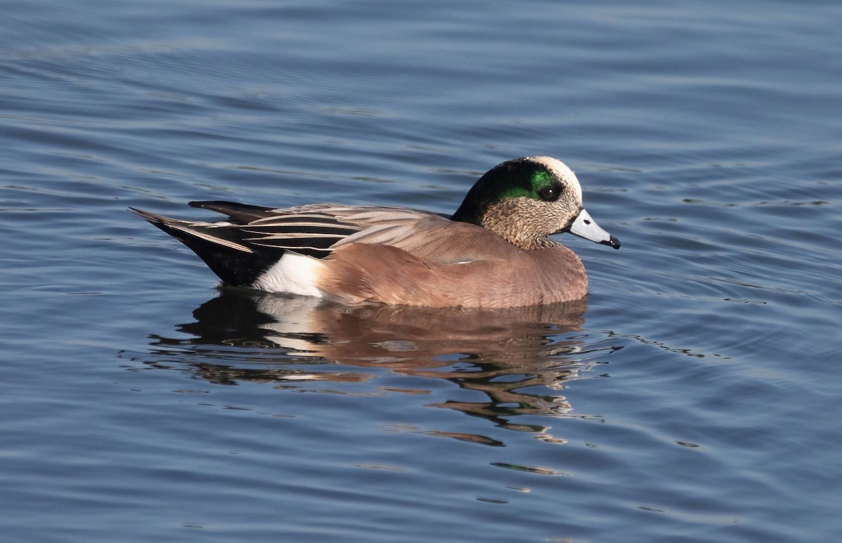 アメリカヒドリ - ML647004558