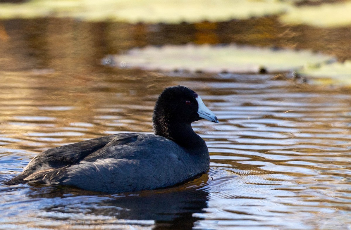 American Coot - ML647004560
